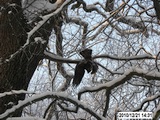 Vergifteter Greifvogel in Hamburg