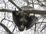 Vergifteter Greifvogel in Hamburg