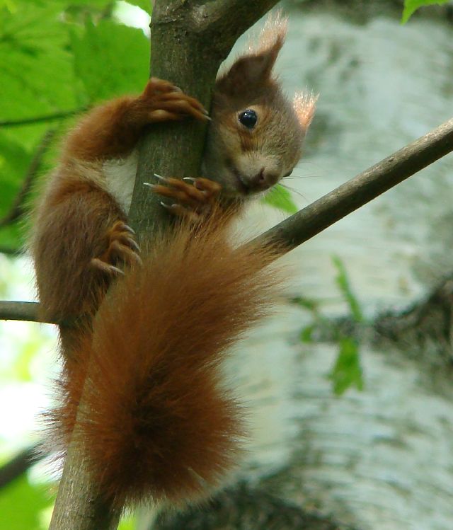 Junges Eichhörnchen im Baum