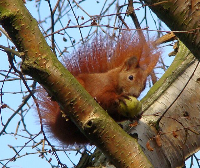 Eichhörnchen mit Apfel