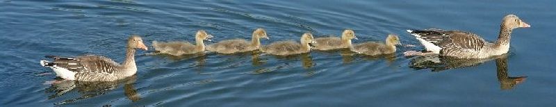 Tiere am Jenfelder Moorsee in Hamburg